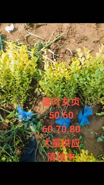 深州市金叶女贞自产自销