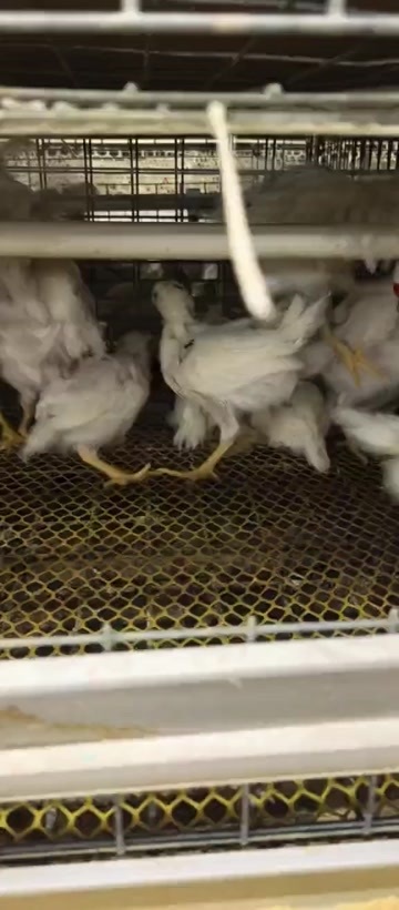 邱县保产蛋，保体重