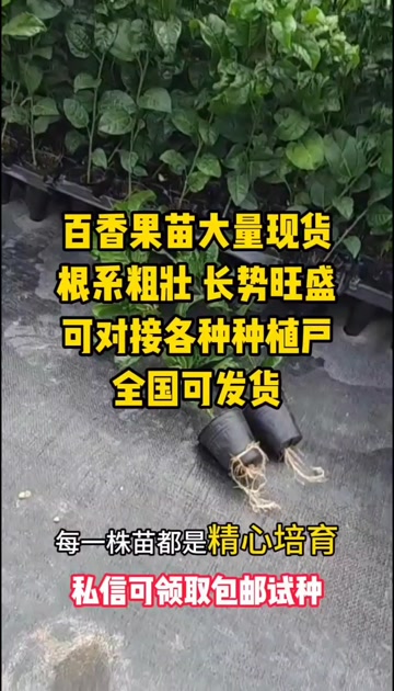 百香果苗供应链，十几个品种，大量批发#优质种苗 #百香果苗