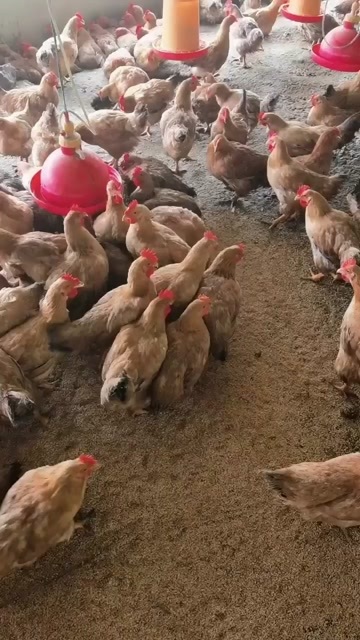 三黄鸡