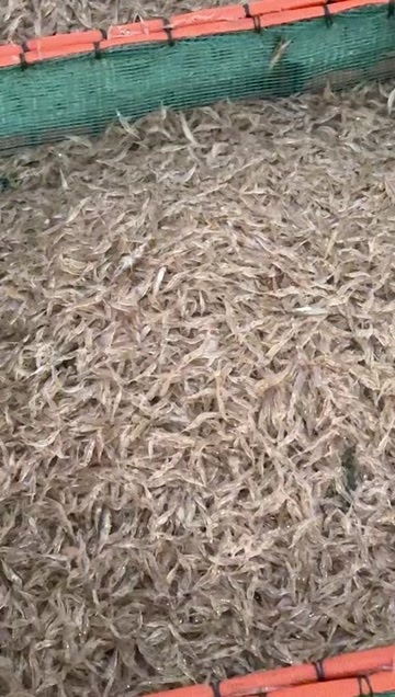 当涂县热水虾苗，又叫河虾背