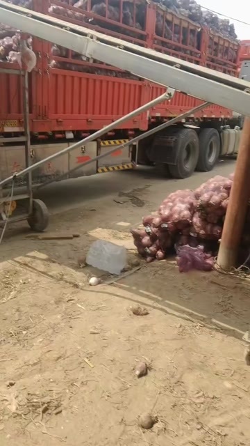红皮洋葱