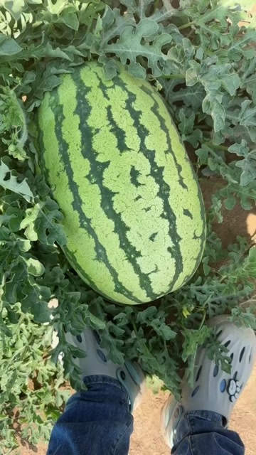 青铜峡市金花六
