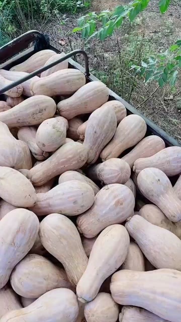 江门蜜本南瓜