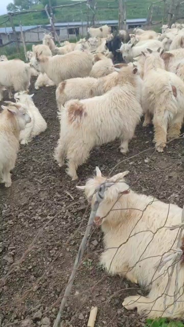 蔚县绒山羊公羔，绒毛好，跑山羊，