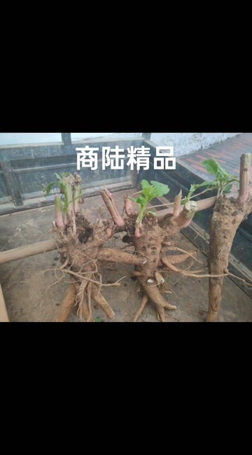 涞水县本土商陆五年以上精品