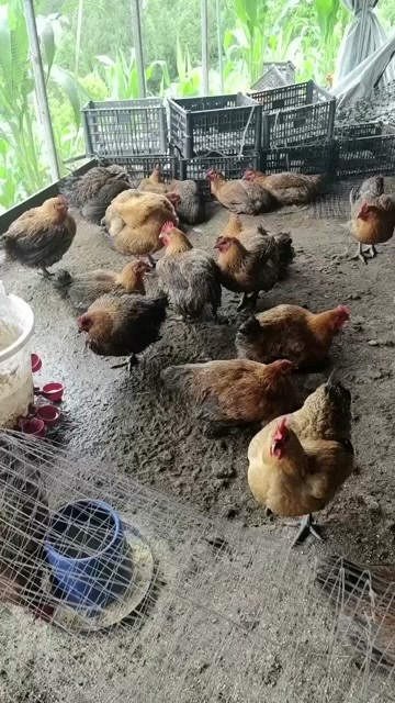 蛋鸡
