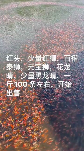 红头红狮泰狮金鱼