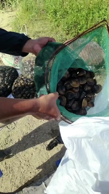 晋江市福建晋江黄蚬子鲜活水产贝类直供