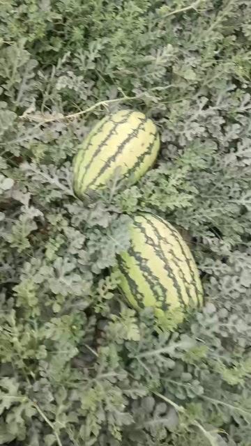 中卫硒砂瓜