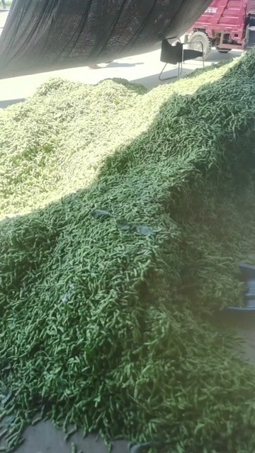 毛豆荚