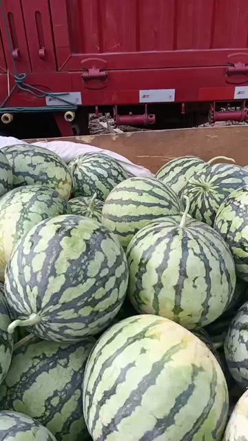 太康县精品头茬美都