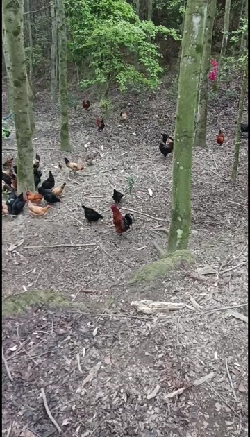 桂东县湖南郴州桂东土鸡 新鲜禽肉源头直供 从小放养吃的都是五谷杂粮