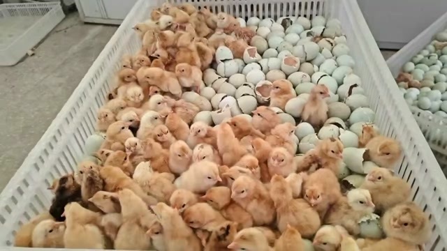 衡阳黄麻羽绿壳蛋鸡苗 产蛋高 小脚鸡苗 适合散养