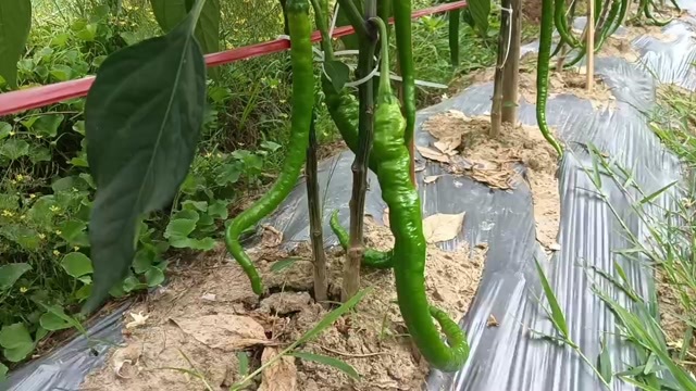 惠水县贵州高原8号线椒