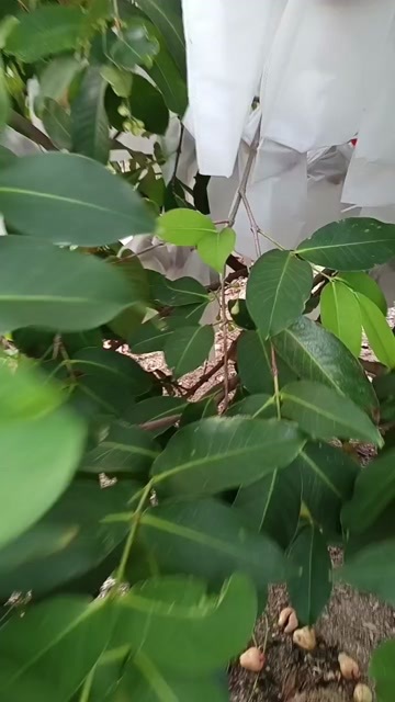 汕头黑糖芭比