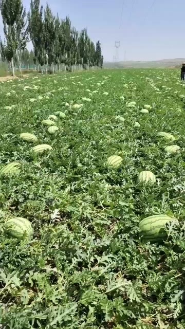 精品宁夏硒砂瓜，欢迎骚扰