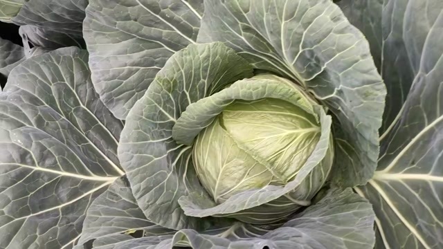 包菜