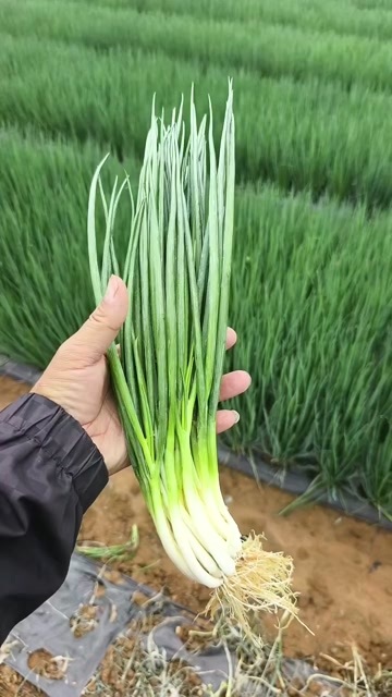 兰州精品小香葱基地货