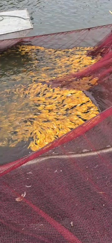 各种锦鲤黄金黑金，红白芥子