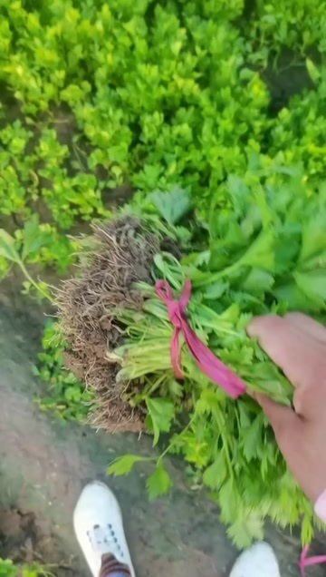 滑县河南西芹苗育苗基地