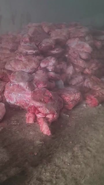 唐河县猪肺还有30吨  便宜出 500