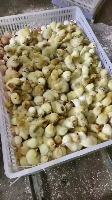 衡阳湘黄土鸡苗 衡阳土鸡苗 保质保量