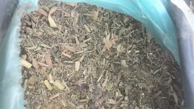 高品质全珠发酵青储玉米