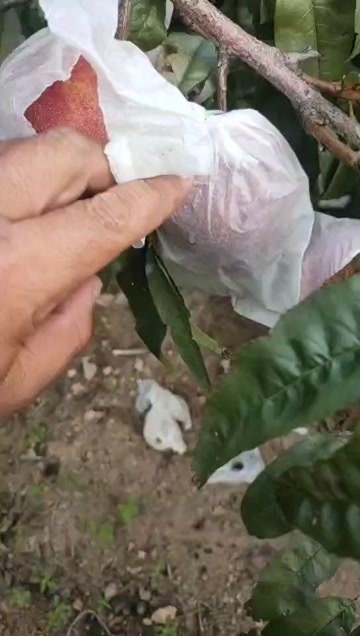 大连清秋二号离核高糖油桃