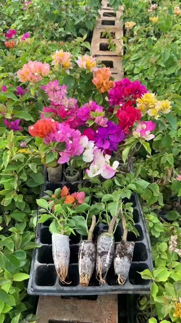 昆明云南彩色三角梅/四季开花/庭院阳台花卉