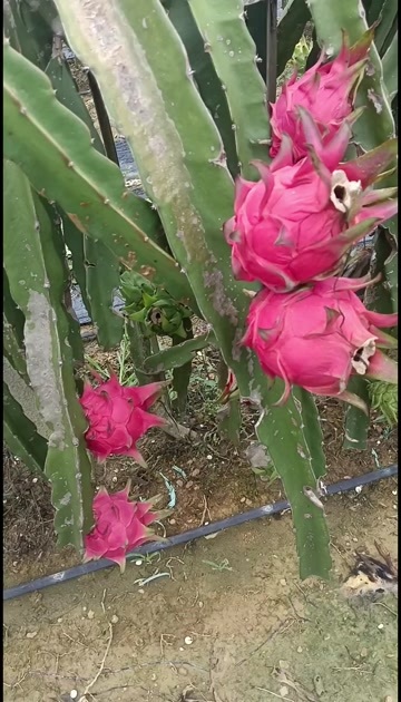 贵港红心火龙果产地直发