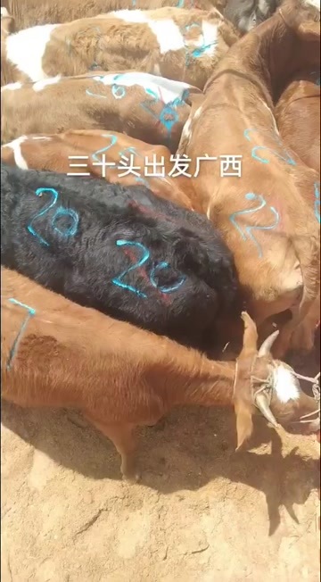 威宁县老片母牛牛禽畜肉蛋活畜优质供应