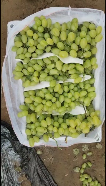 饶阳县维多利亚大量上市价格便宜紫甜无核a17大量上市中