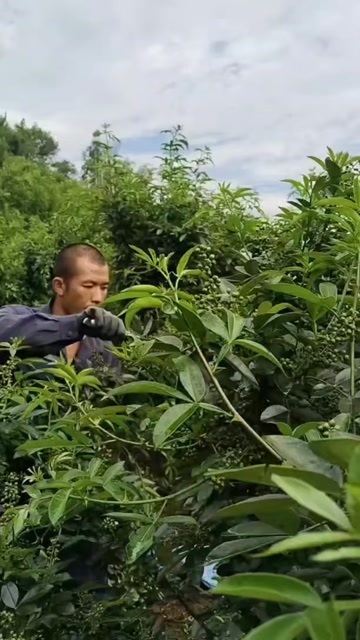 盐边县我们四川的花椒就是麻椒，香，