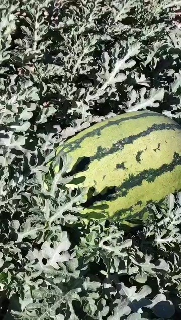 海原县中卫硒砂瓜 15～30 斤以上