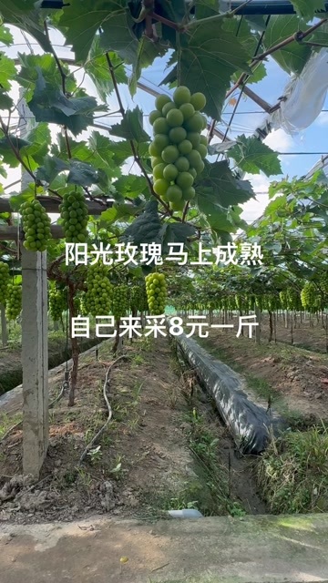 嘉兴浙江嘉兴百亩阳光玫瑰产地直销