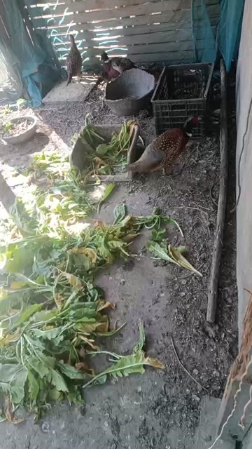 泰兴市江苏泰兴山鸡鲜活禽类养殖场直供