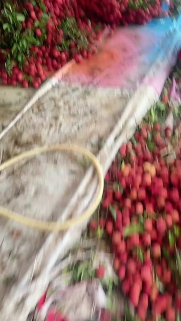 惠来县红花，桂味一起收购。。。
