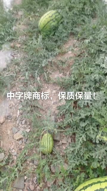 中卫硒砂瓜