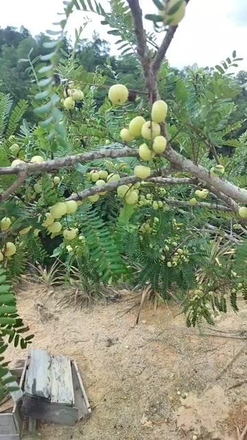 普宁市余甘果 甜油柑 新鲜热带水果广东揭阳普宁直发