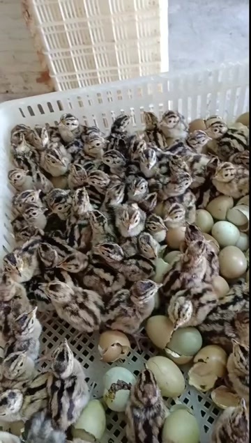衡阳七彩山鸡苗 鸡苗 珍禽苗