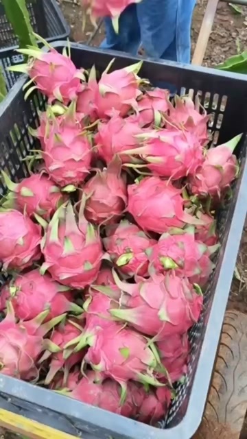 恭城县火龙果大量现货供应