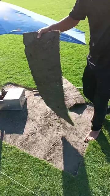 郴州中华结缕草 各类马尼拉、二号草皮草坪卷 绿化直销四川地区