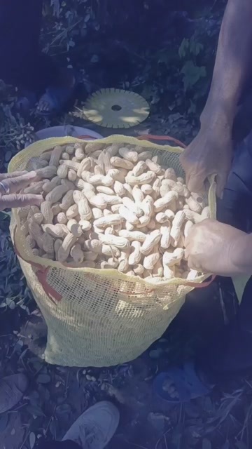 开封鲜花生大量上市，粒粒饱满