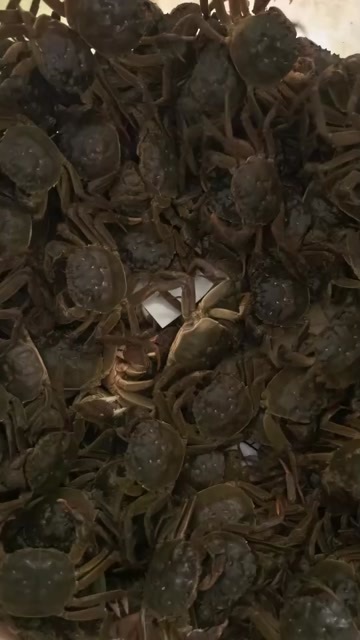 兴化市六月黄 大量有货