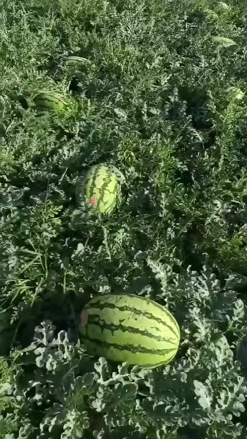 靖远县硒砂瓜