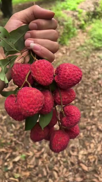 广州从化仙进奉