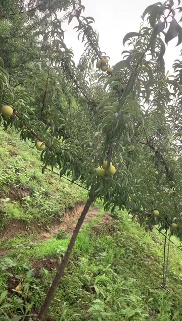 紫云县贵州紫云蜂糖李 新鲜水果核果仁果类 李子类优选