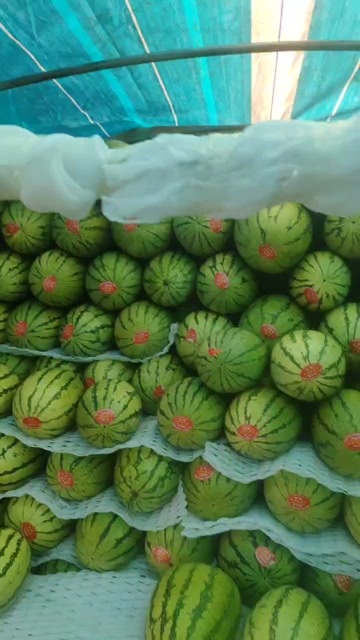 中卫硒砂瓜