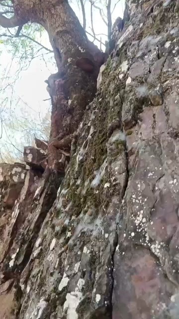永胜县油紫黄